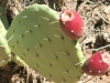 Cactus in Zion NP
