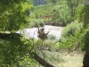 Virgin River in Zion NP