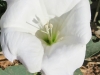 Sacred Datura