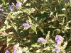 Bloemen
