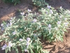 witte bloemen in Zion NP