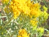 Bloemen