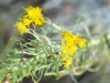 Gele bloemen