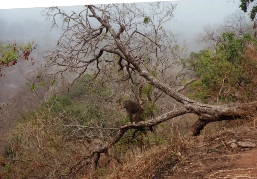 baboons in Mole